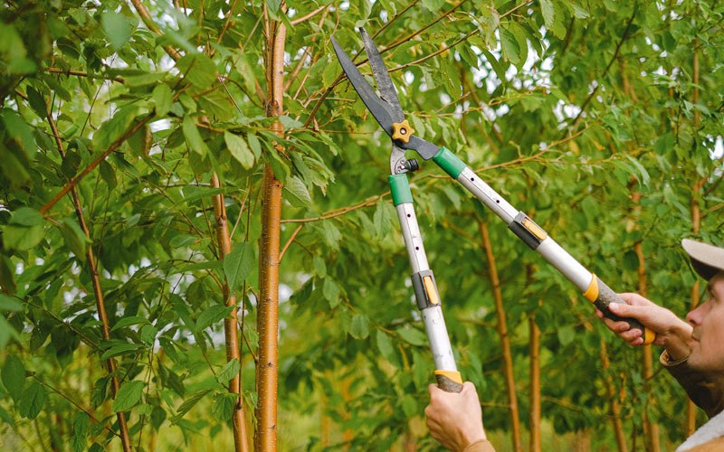 Tree trimming in Bourbonnais, IL