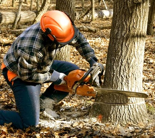 Tree Removal in Bourbonnais, IL